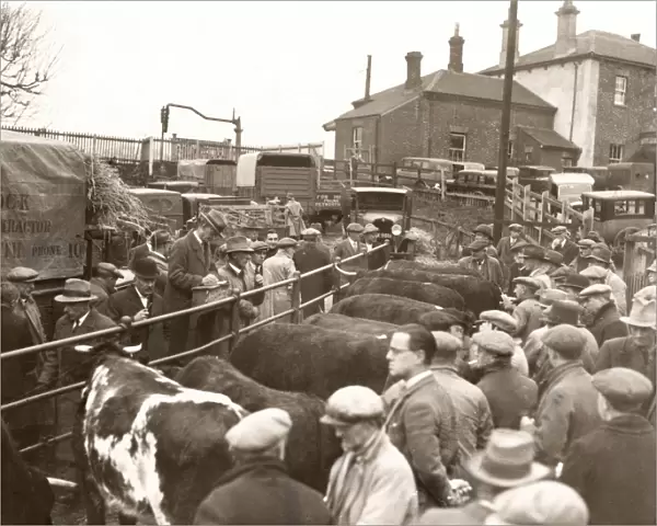 Pulborough Fat Stock Show, December 1933
