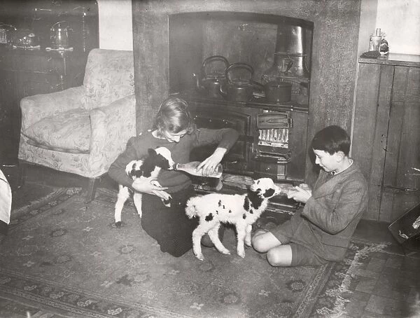 Lambs being fed by the fireside in Burton farmhouse, March 1940