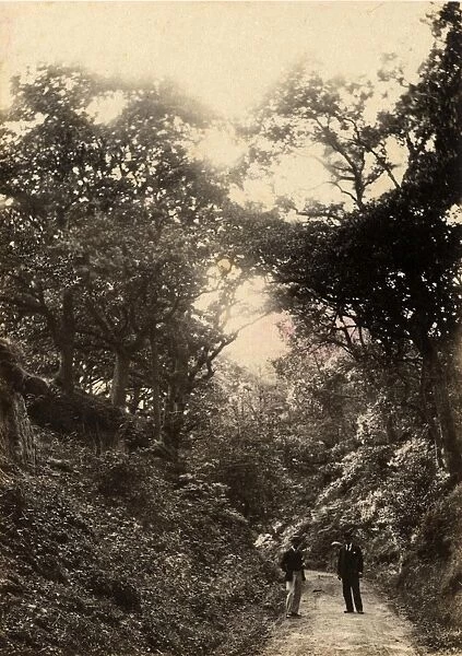 Red Hill Hollows in Fittleworth, 30 July 1893