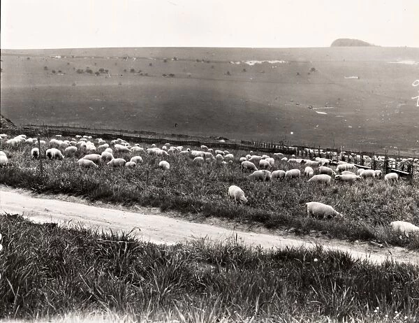Sheep grazing on the Southdowns, 1938