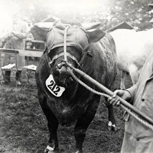 A blindfolded bull at Sussex County Show at Horsham, June 1928