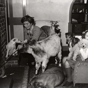 Calf and dogs living together, January 1950