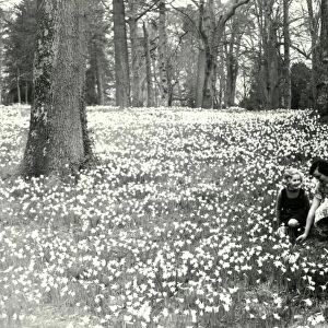 Daffodils in the Pleasure Grounds - April 1939
