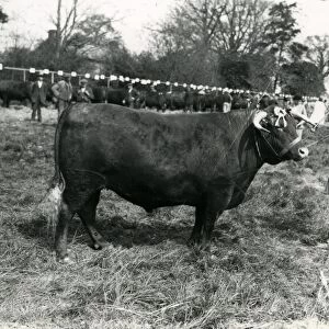 Leconfields Beast (Bull)
