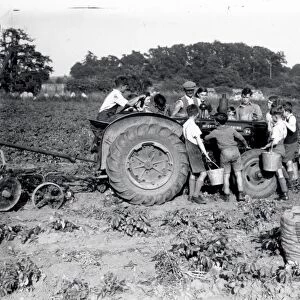 Potato Picking - July 1946
