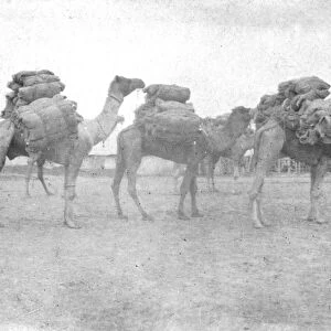 RSR 2 / 6th Battalion, Some of our Second Line Transports, Burhan 1917
