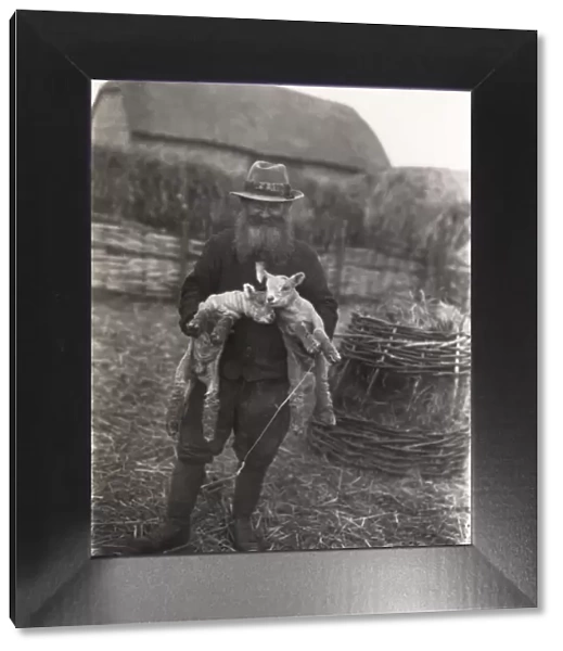 Shepherd at Angmering holding two lambs, February 1934