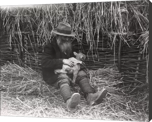 Fitting lamb-skin to motherless lamb by a shepherd, April 1934