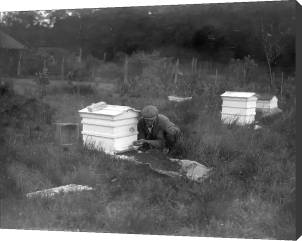 Beekeeper taking a swarm of bees, June 1934