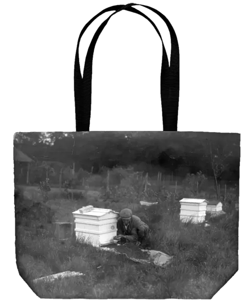 Beekeeper taking a swarm of bees, June 1934