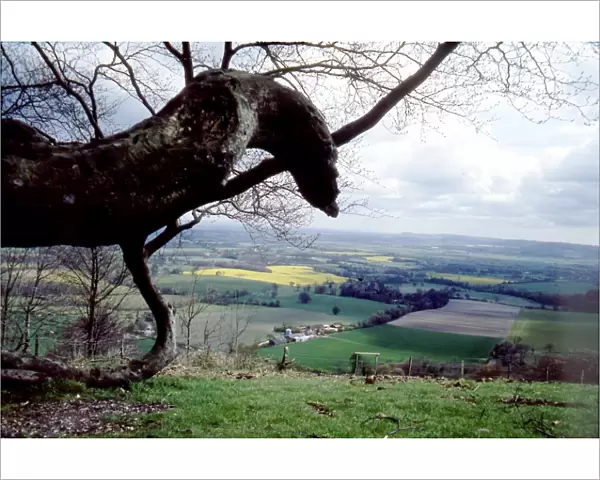 View from Chanctonbury Ring, near Steyning