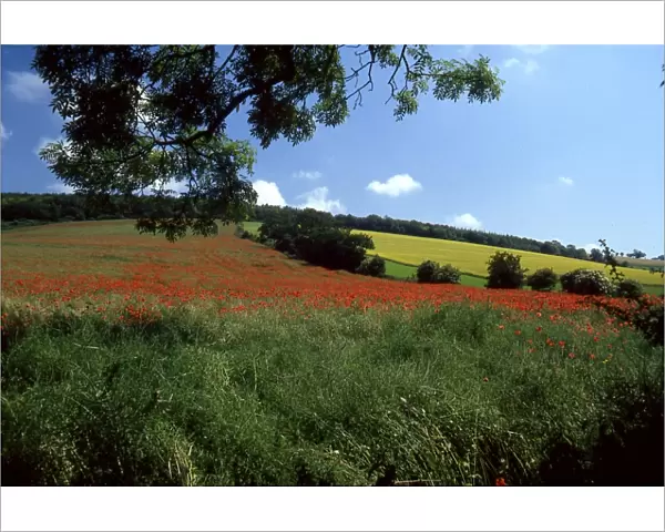 Poppies in a field at Walderton, near Chichester