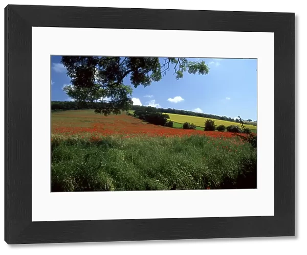 Poppies in a field at Walderton, near Chichester