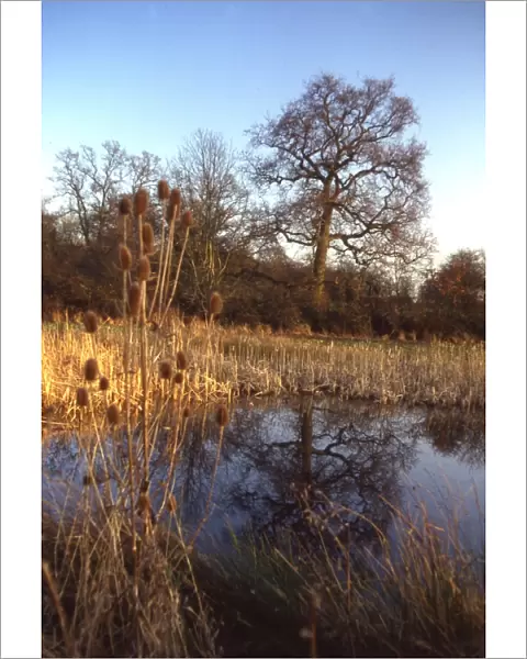 A pond close to Didling, near Midhurst