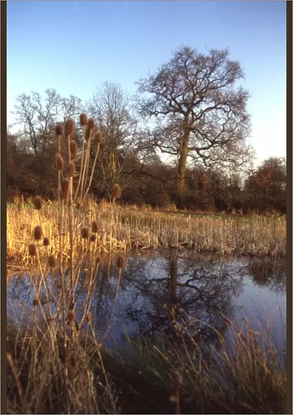 A pond close to Didling, near Midhurst