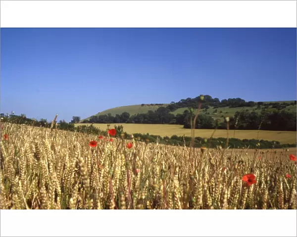 Poppy fields looking towards Treyford Hill, near Midhurst