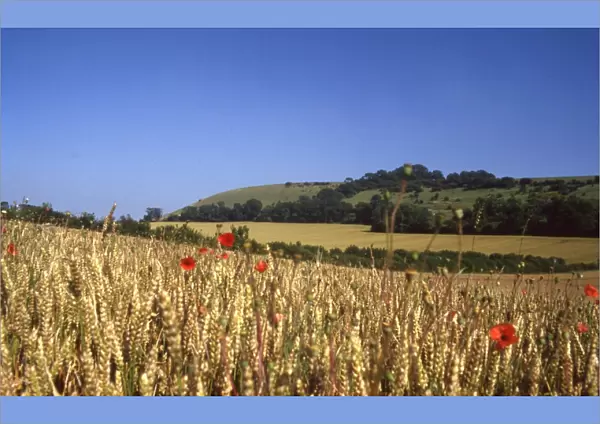Poppy fields looking towards Treyford Hill, near Midhurst