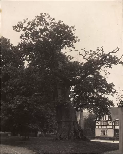 Northiam: oak tree, 1908