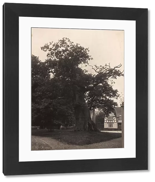 Northiam: oak tree, 1908