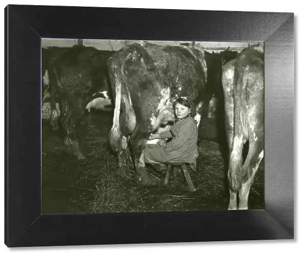 Young girl milking a cow, February 1930