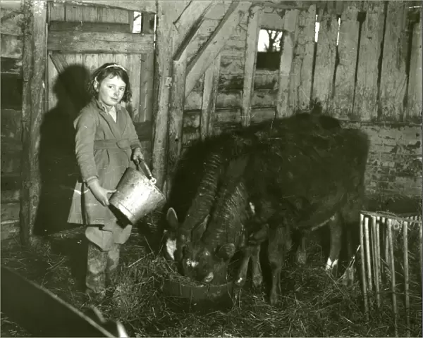 Young girl feeding calves in a barn, February 1938
