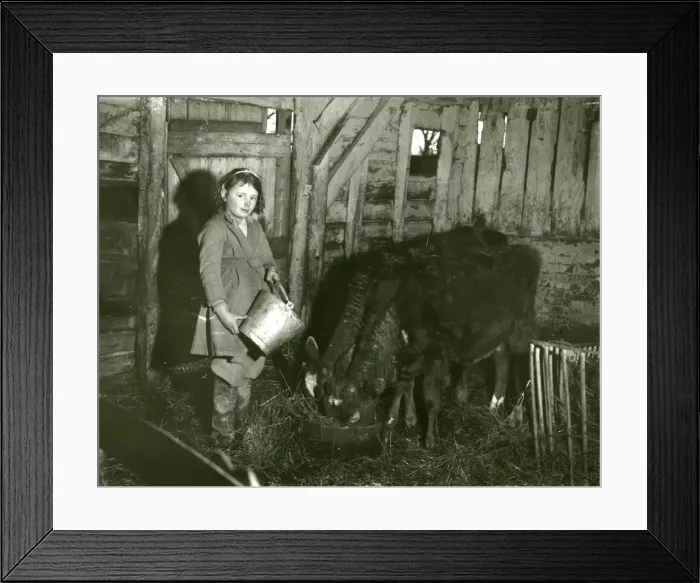 Framed Print : Young girl feeding calves in a barn, February 1938 Framed Print : Young girl feeding calves in a barn, February 1938
