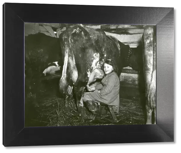 Young girl milking a cow, February 1938