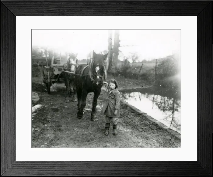 Framed Print : Young girl guiding horses and cart, February 1938 Framed Print : Young girl guiding horses and cart, February 1938