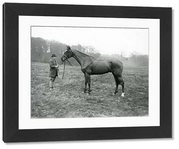 Man with stallion in field at Shillinglee, February 1938