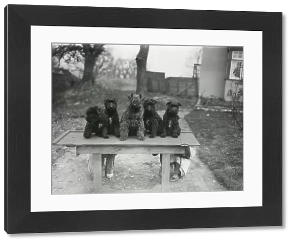 Five puppies on a table, March 1938