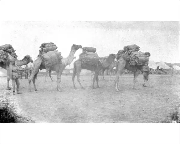 RSR 2  /  6th Battalion, Some of our Second Line Transports, Burhan 1917