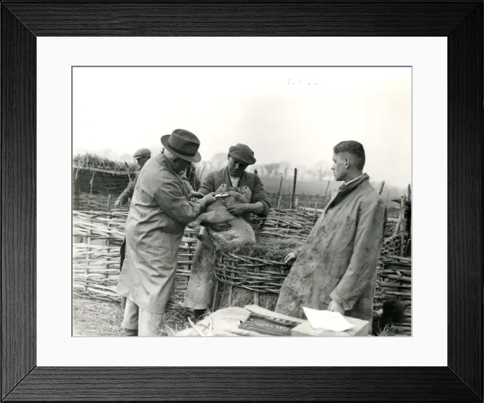 Framed Print : Lambs being trademarked at Home Farm, Lidsey, March 1938