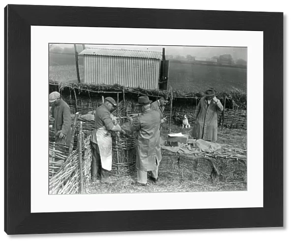 Lambs with shepherds at Home Farm, Lidsey, March 1938
