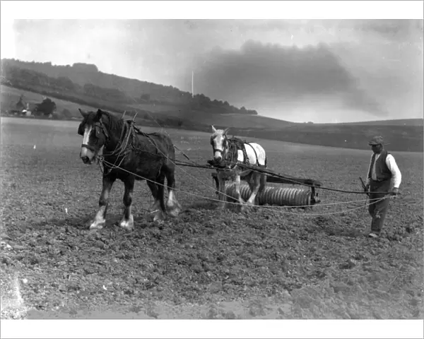 Two horses rolling a field on the top of South Downs, May 1928