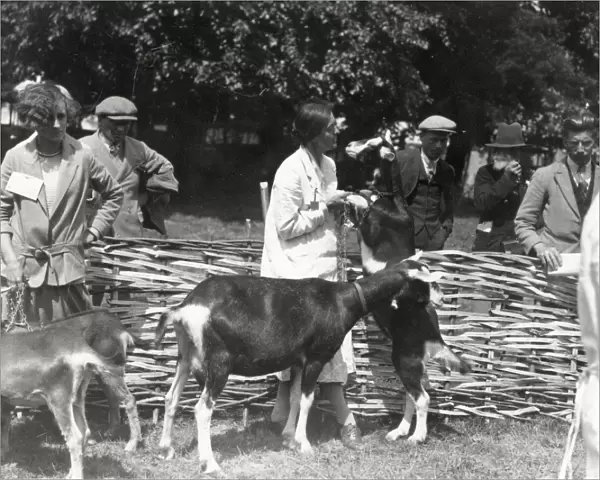 Judging a goat class at Sussex County Show at Horsham, 20 June 1928