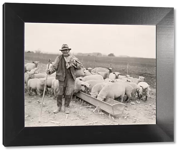 Shepherd and sheep at feeding time, Byworth, October 1933