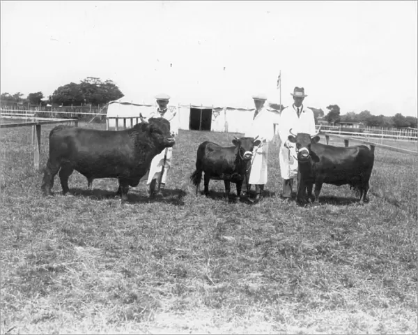 Sussex Show. 3 Dexter cattle with handlers in show arena, 1930