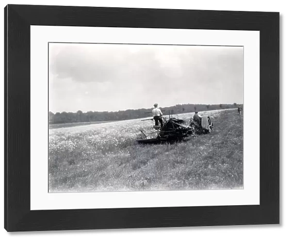 Pyrethrum cutting at Fittleworth, with a Fordson tractor. June 1937
