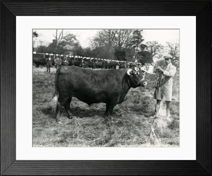 Framed Print : Leconfields Beast (Bull) Framed Print : Leconfields Beast (Bull)