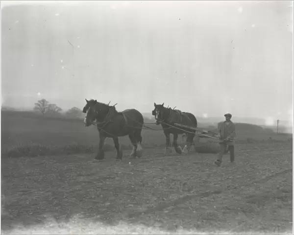 Rolling Spring corn at Soanes Farm Petworth, April 1934