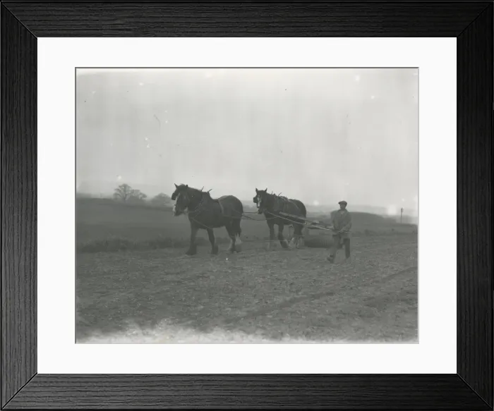 Framed Print : Rolling Spring corn at Soanes Farm Petworth, April 1934 Framed Print : Rolling Spring corn at Soanes Farm Petworth, April 1934