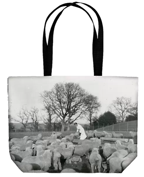 Flock of Sheep at River near Tillington, February 1935