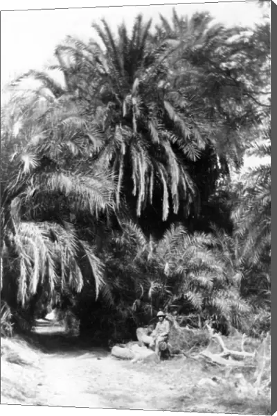 RSR 2  /  6th Battalion, Palms on the banks of the River Indus, 1917