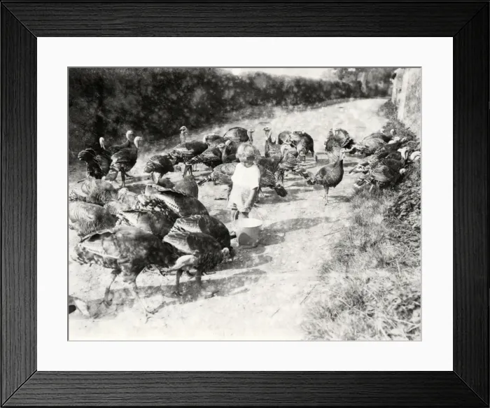 Framed Print : Turkeys at South Farm, Petworth Framed Print : Turkeys at South Farm, Petworth