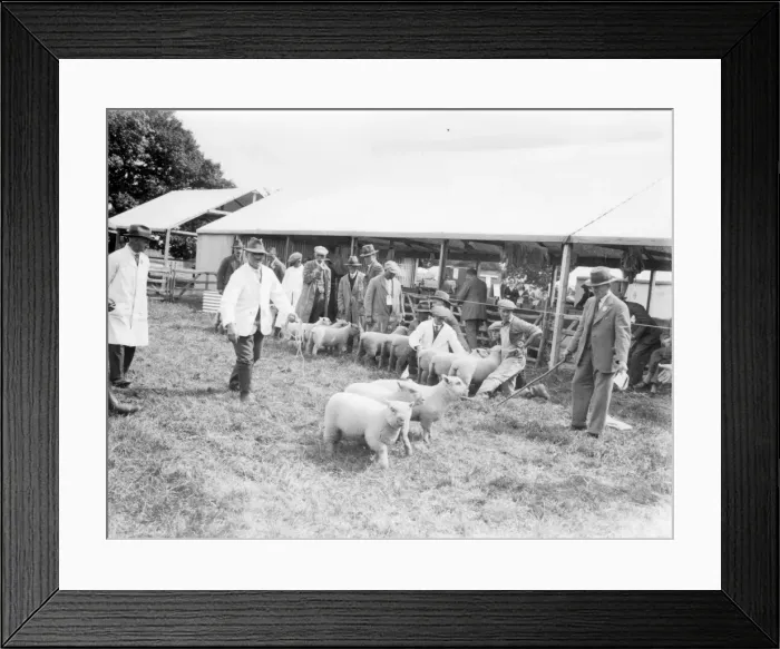 Framed Print : Sussex County Show at Chichester, 21 June 1933 Framed Print : Sussex County Show at Chichester, 21 June 1933