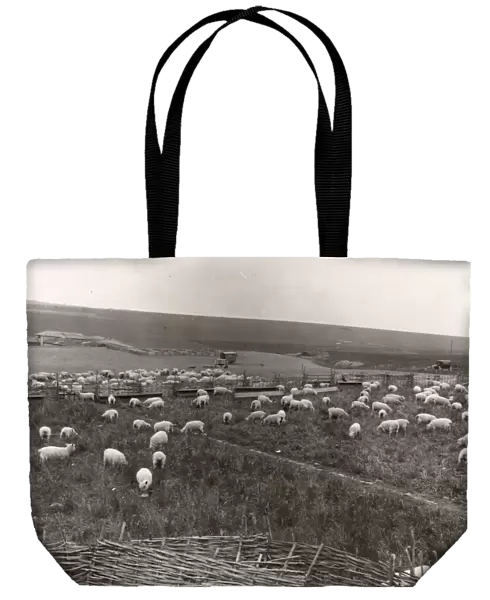 Southdown sheep, winners of the Southdown Flock competition, May 1938