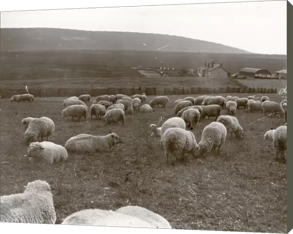 Sheep grazing on the Southdowns, Sussex, 1938
