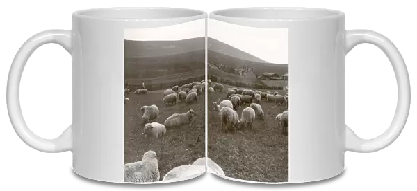 Sheep grazing on the Southdowns, Sussex, 1938