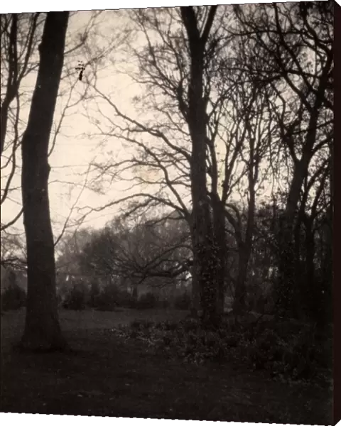 Trees in the grounds of Aldwick Manor, 1909