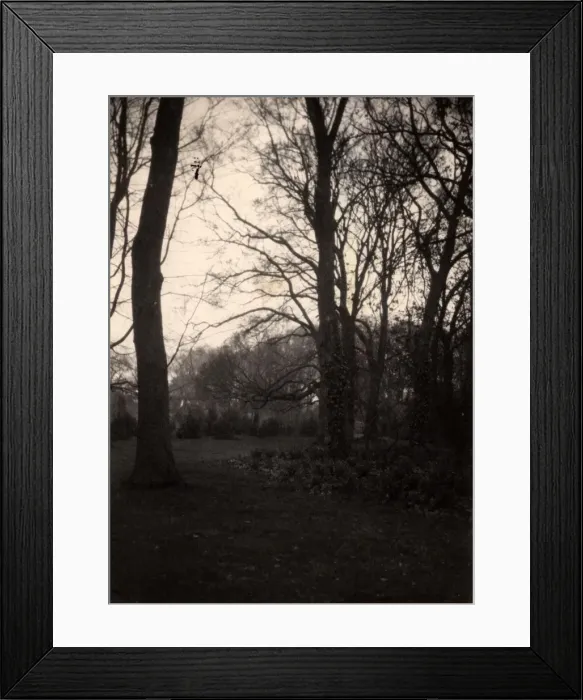 Framed Print : Trees in the grounds of Aldwick Manor, 1909 Framed Print : Trees in the grounds of Aldwick Manor, 1909